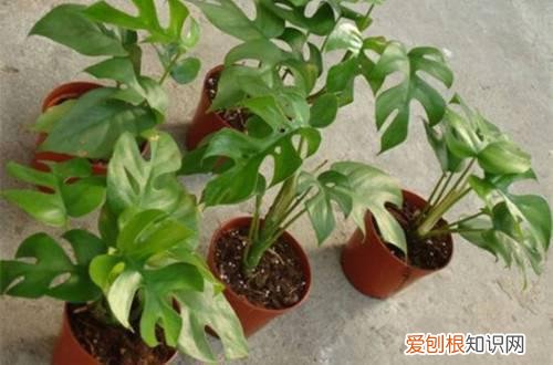 图 怎样让龟背竹壮实起来(如何让龟背竹向上生长)