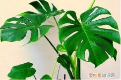 图 怎样让龟背竹壮实起来(如何让龟背竹向上生长)
