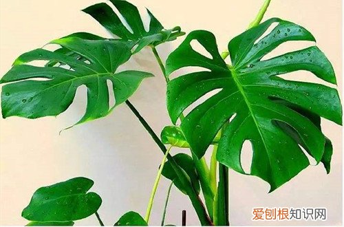 图 怎样让龟背竹壮实起来(如何让龟背竹向上生长)