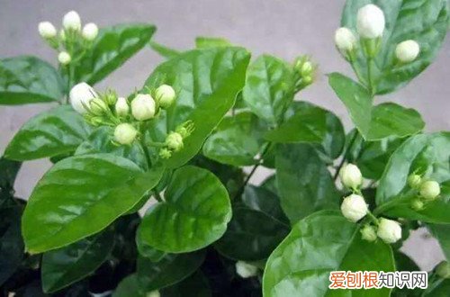 图 茉莉花怎么养 茉莉花的养殖方法和注意事项