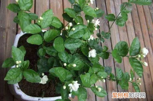 图 茉莉花怎么养 茉莉花的养殖方法和注意事项