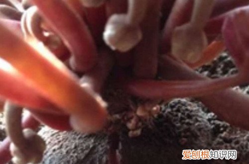 图 喜迎贵客之仙客来的选购技巧 掌握5点就买不到上当
