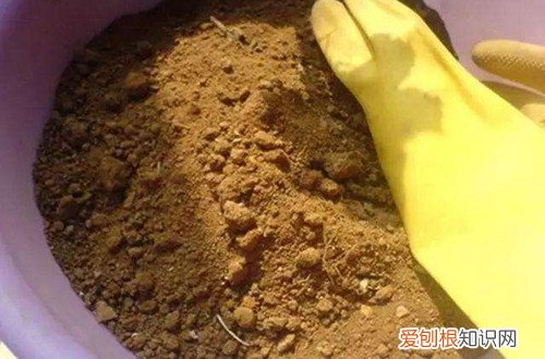 图 建兰怎样配土 建兰用什么土栽培最好