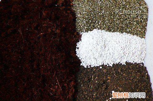 图 建兰怎样配土 建兰用什么土栽培最好
