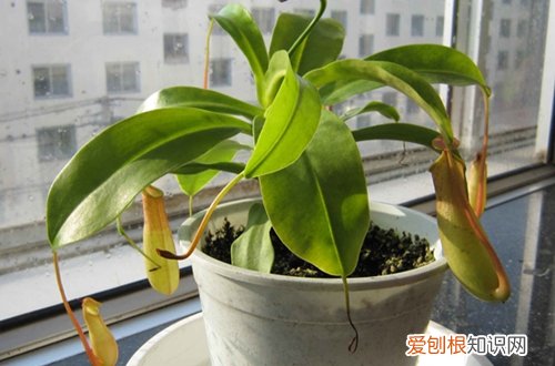 图 猪笼草要套塑料袋吗 猪笼草怎么保湿