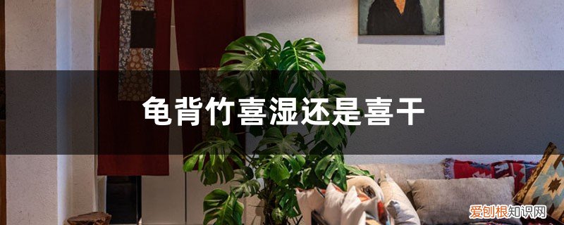 龟背竹 湿度 龟背竹喜湿还是喜干，龟背竹的养护因素