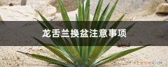 龙舌兰换盆啥时候浇水 龙舌兰换盆注意事项，龙舌兰什么时候换盆