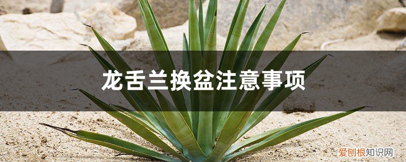 龙舌兰换盆啥时候浇水 龙舌兰换盆注意事项，龙舌兰什么时候换盆