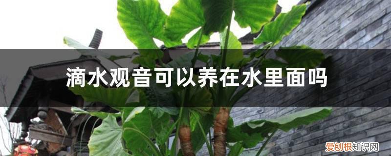观音滴水怎么养 滴水观音可以养在水里面吗，水培养护方法