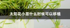 太阳花苗如何种植 太阳花小苗什么时候可以移植，太阳花怎样栽培