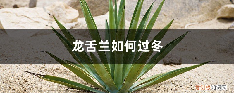 龙舌兰冬天能室外过冬吗 龙舌兰如何过冬，龙舌兰能在室外过冬吗