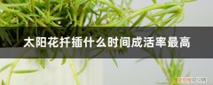太阳花扦插几天可以晒太阳 太阳花扦插什么时间成活率最高，扦插苗几天晒太阳