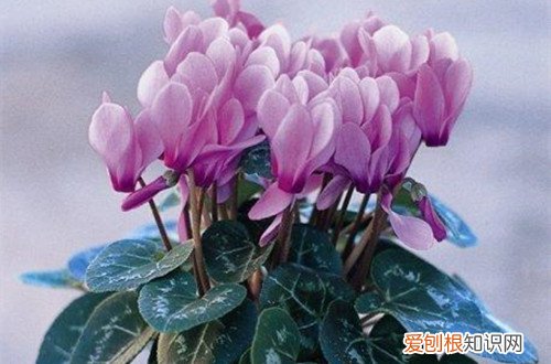 图 仙客来怎么养护 仙客来的养护与管理方法、注意事项
