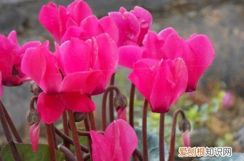 图 仙客来怎么养护 仙客来的养护与管理方法、注意事项