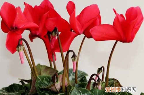 图 仙客来怎么养护 仙客来的养护与管理方法、注意事项