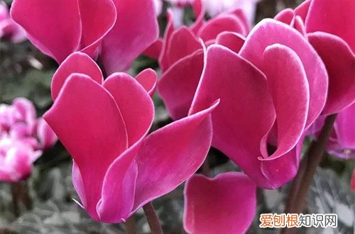 图 仙客来怎么养护 仙客来的养护与管理方法、注意事项