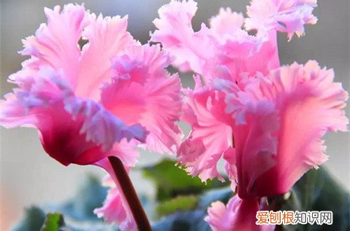 图 仙客来怎么养护 仙客来的养护与管理方法、注意事项