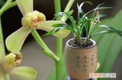 图 建兰怎么浇水 建兰多长时间浇一次水