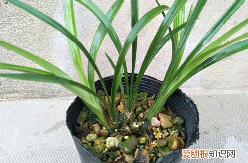图 建兰怎么浇水 建兰多长时间浇一次水