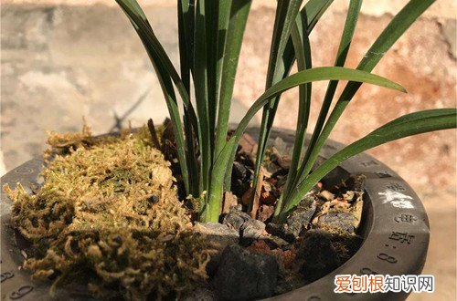 图 建兰怎么浇水 建兰多长时间浇一次水