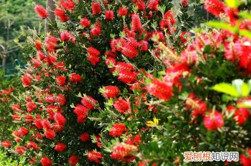 图 红千层怎么养 红千层的养殖方法和注意事项