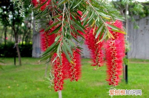 图 红千层怎么养 红千层的养殖方法和注意事项