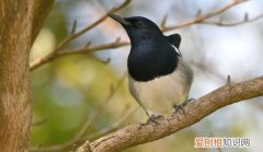 四喜鸟挑选，四喜鸟分几种