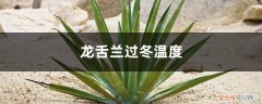 龙舌兰冬天能室外过冬吗 龙舌兰过冬温度，龙舌兰可以过冬吗