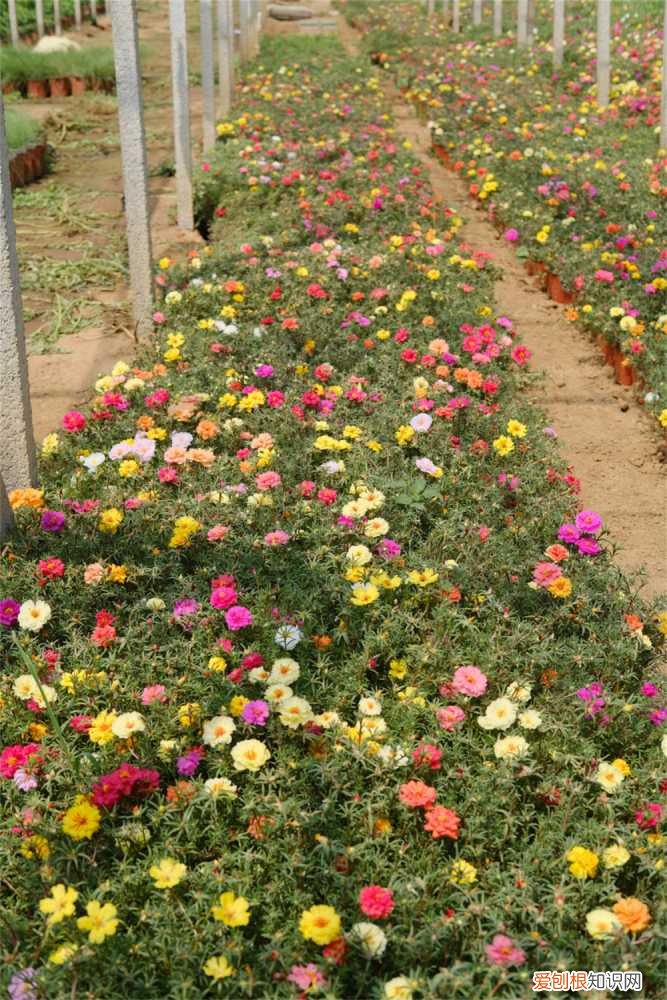太阳花怎样移栽 太阳花栽培技术，太阳花花苗怎么栽培