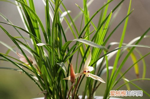 图 建兰怎么养 建兰的养殖方法和注意事项