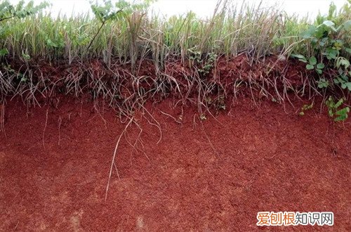 图 怎么测土壤酸碱度 如何改变土壤的酸碱性