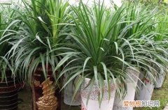 图 龙须树怎么施肥 龙须树用什么肥料