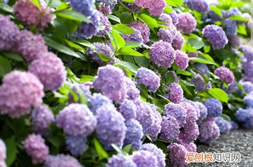 图 无尽夏怎么养 无尽夏的养殖方法和注意事项
