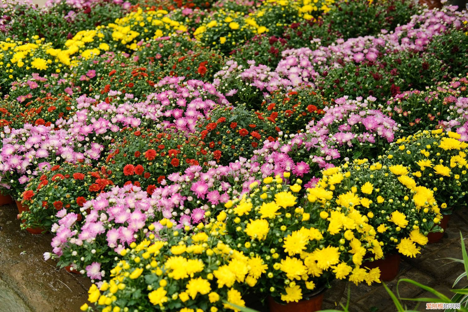 家里买菊花养好吗 新买的菊花怎么养