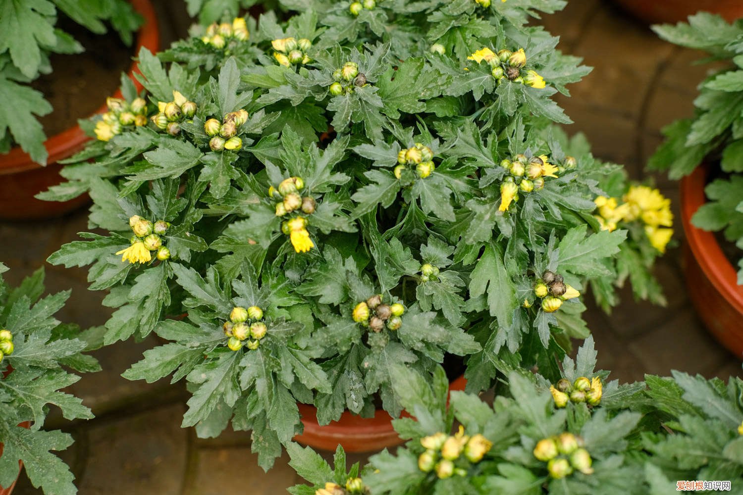 家里买菊花养好吗 新买的菊花怎么养