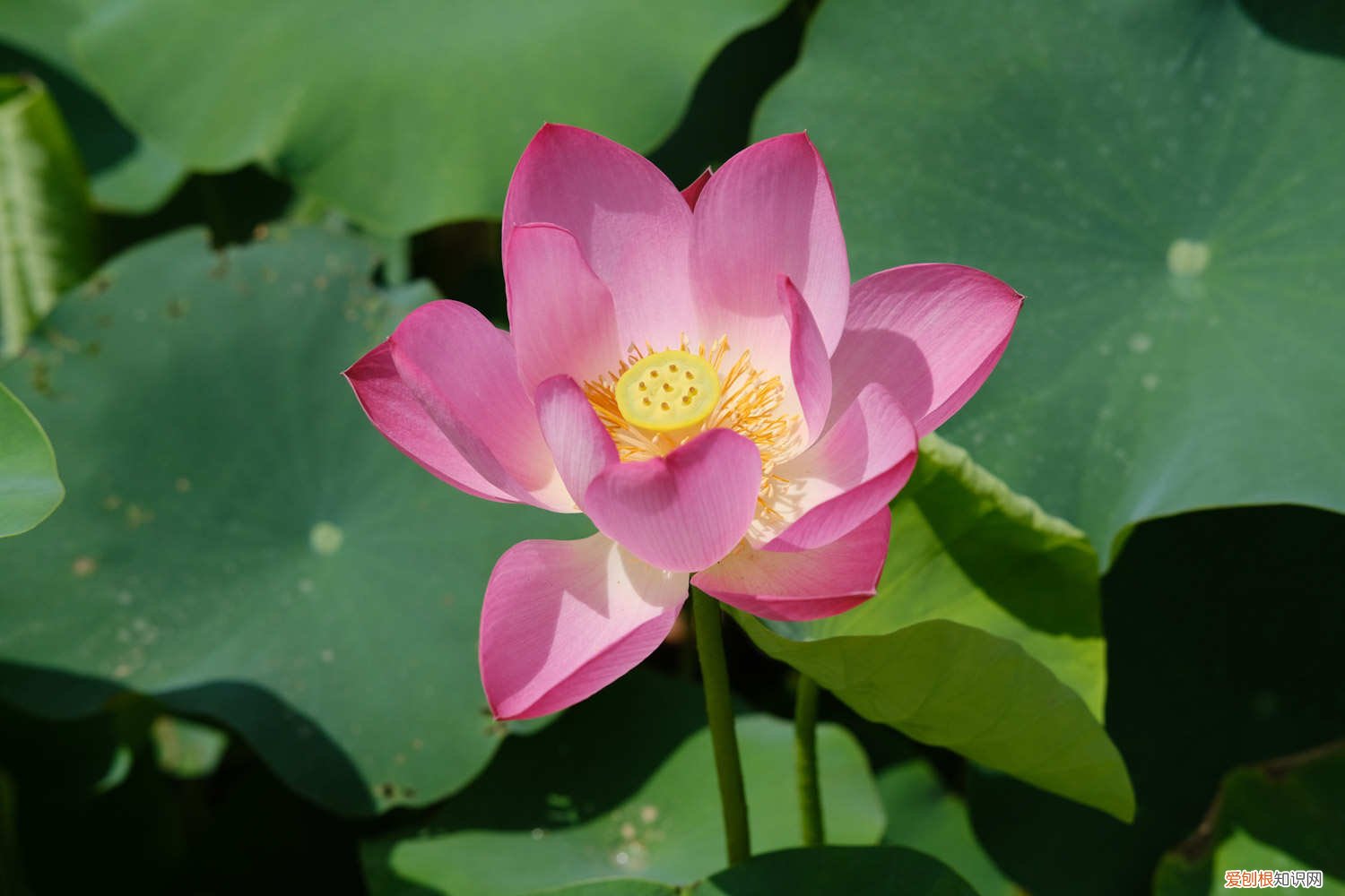 刚买回来的荷花怎么养 新买的荷花怎么养