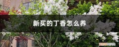 丁香树怎么养 新买的丁香怎么养