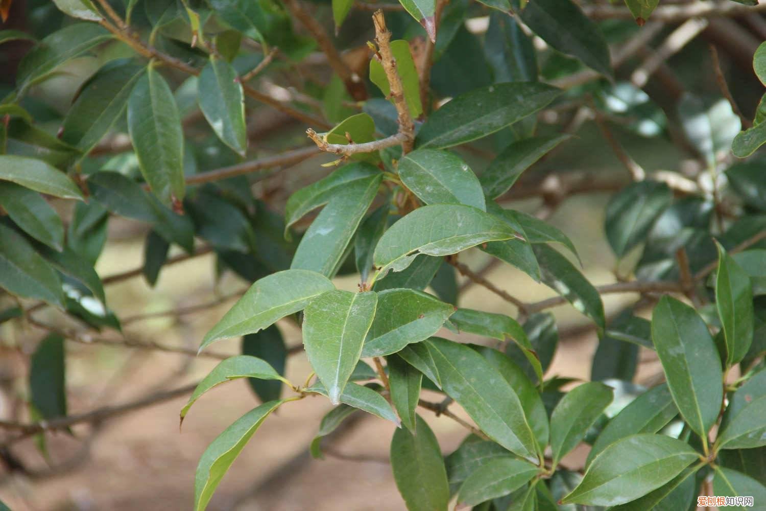新买的桂花怎么养活 新买的桂花怎么养