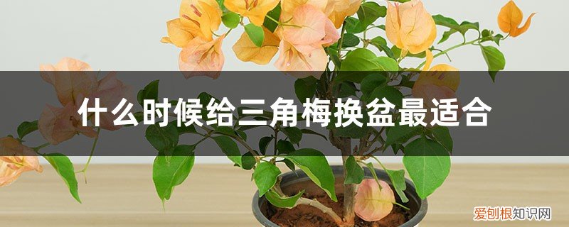 三角梅换盆后如何养护 什么时候给三角梅换盆最适合，换盆后怎么养护