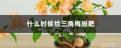 什么时候给三角梅施肥,施肥过多怎么办啊 什么时候给三角梅施肥，施肥过多怎么办
