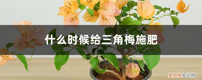 什么时候给三角梅施肥,施肥过多怎么办啊 什么时候给三角梅施肥，施肥过多怎么办