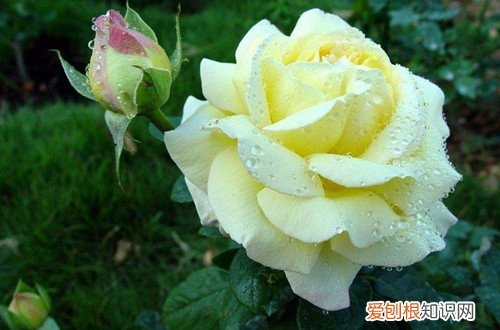 图 怎么区分玫瑰和月季 玫瑰与月季的区别