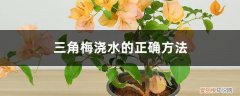 三角梅水浇多了会怎样 三角梅浇水的正确方法，浇水过多叶子都掉了怎么办