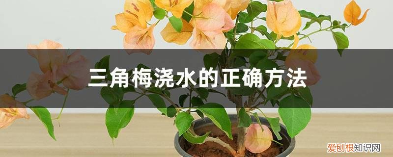 三角梅水浇多了会怎样 三角梅浇水的正确方法,浇水过多叶子都掉了怎么办