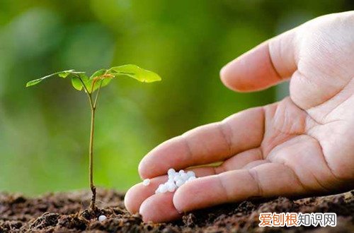 图 养花如何养根 要想花长的好养好根是关键