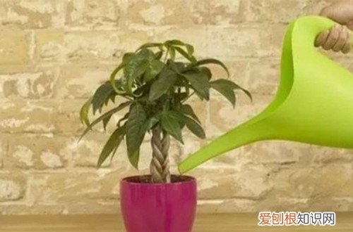 图 养花如何养根 要想花长的好养好根是关键