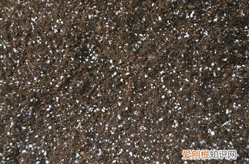图 养花如何养根 要想花长的好养好根是关键