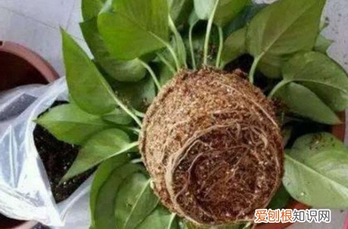 图 养花如何养根 要想花长的好养好根是关键