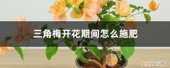 三角梅开花时怎么施肥 三角梅开花期间怎么施肥，施什么肥