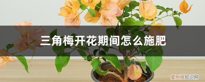 三角梅开花时怎么施肥 三角梅开花期间怎么施肥，施什么肥
